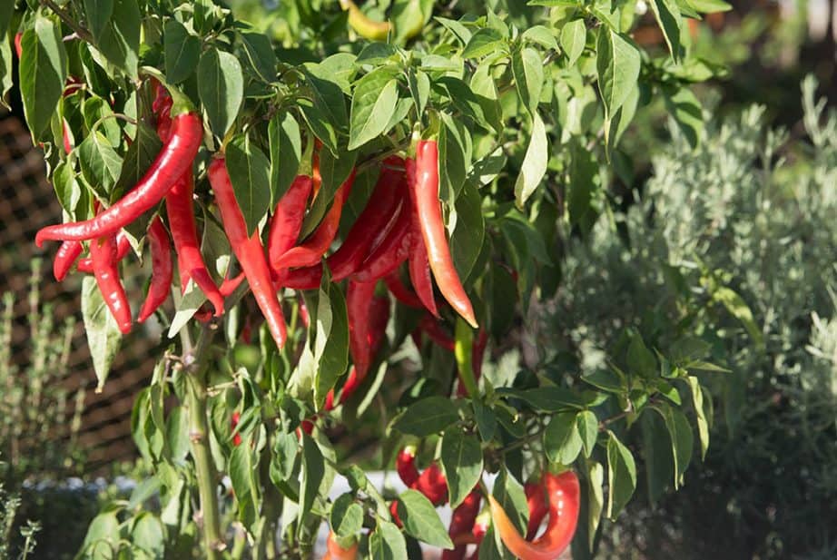 One of my Chilli Plants