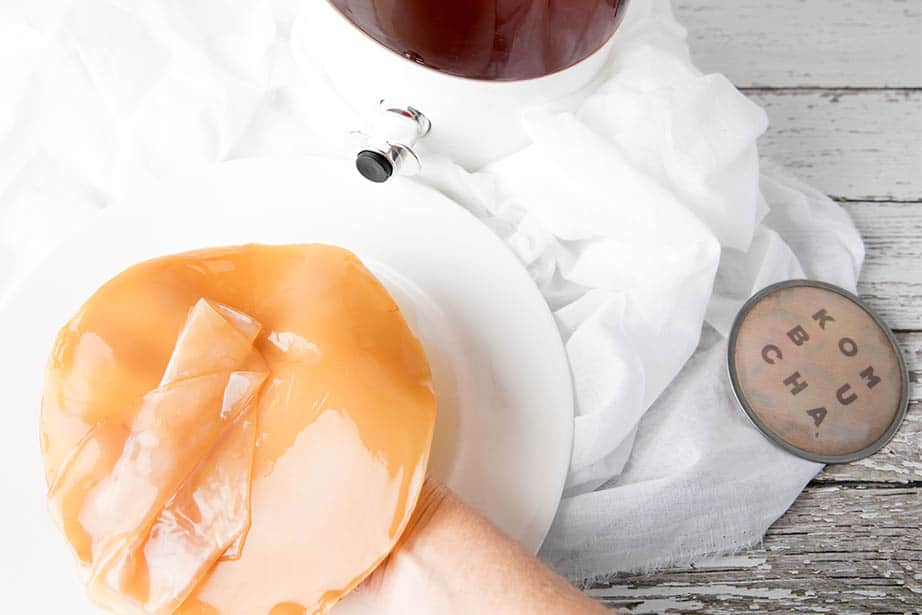 Images of a SCOBY being removed because fruit lies in Kombucha