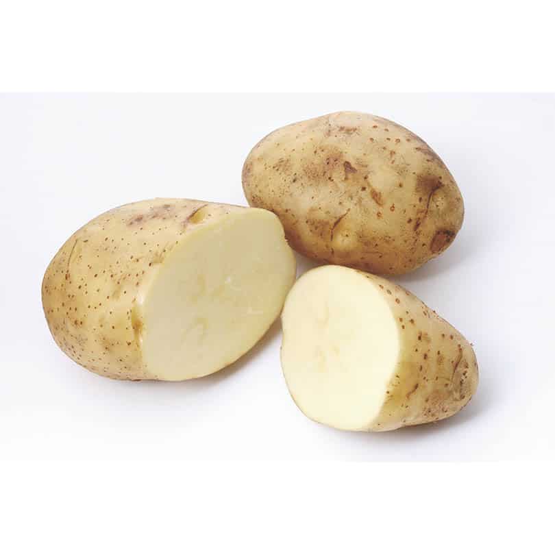 Potato on a white background