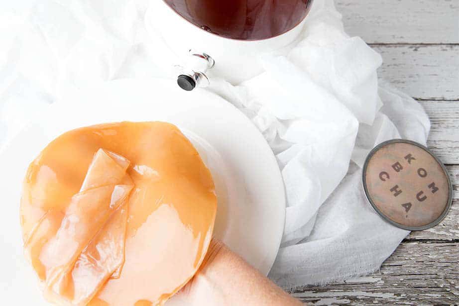 Kombucha with a Scoby sitting on a plate